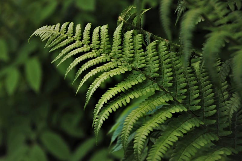 Fire Ferns